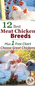 Meat Chicken Breeds