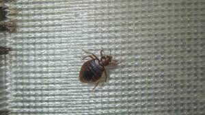 complete guide to bed bug traps 3