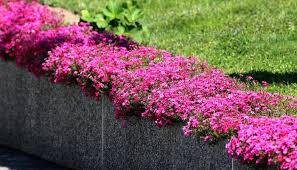 are creeping phlox invasive how to