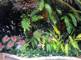 A Tropical Garden Finegardening