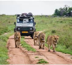 African Lion Safari 24