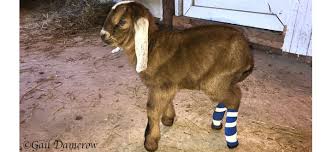 when a newborn goat walks on pasterns