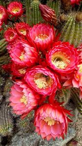 Cactus Flowers In The Arizona Garden