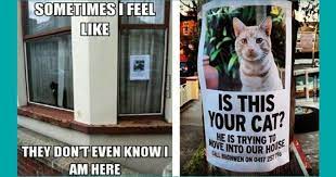 Whether you're a sucker for bad dad jokes or prefer a cute play on words, these punny jokes are sure to tickle your funny bone! Lolcats Clean Lol At Funny Cat Memes Funny Cat Pictures With Words On Them Lol Cat Memes Funny Cats Funny Cat Pictures With Words On