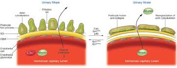 The Glomerular Filtration Barrier