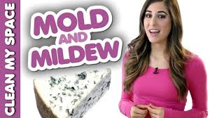 mold mildew