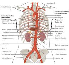 The blood vessels of the body are functionally divided into two distinctive circuits: Circulatory Pathways Human Anatomy And Dissection Reader Openstax Cnx
