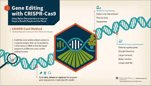 crispr gene editing scientists