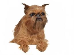 Below is a sample search of our brussels griffon breeders with puppies for sale. Brussels Griffon Puppies For Sale Cute Smart Healthy Vip Puppies
