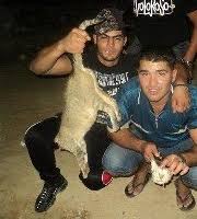 Resultado de imagem para couro de gato