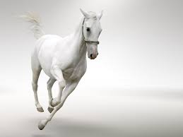 white horse running desktop wallpaper