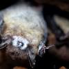 The origin of White-Nose Syndrome in Little Brown Bats