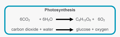 Photosynthesis Equation Hd Png