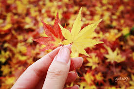 Kết quả hình ảnh cho mùa thu