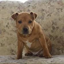 Find the perfect american staffordshire terrier puppy for sale at puppyfind.com. The Best Parrots In The World Staffordshire Bull Terrier Puppies For Sale Near Me