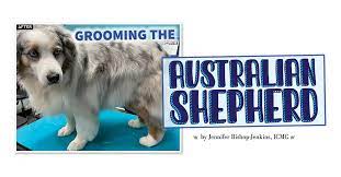 grooming the australian shepherd