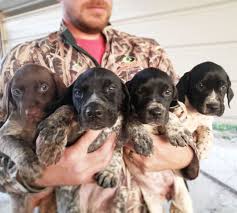 The cost to adopt a. Puppies For Sale Anderson Creek Hunting Preserve Llc