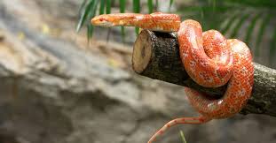 how big do corn snakes get az animals