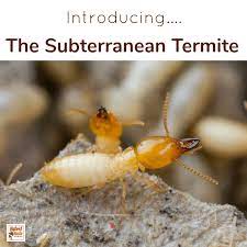 How To Get Rid Of Termites Naturally