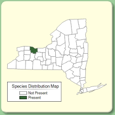 Catapodium rigidum ssp. rigidum - Species Page - NYFA: New York ...