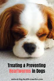preventing and treating heartworms in dogs