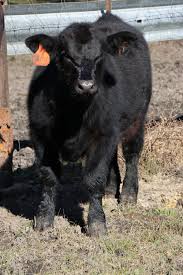 Cattle Dewormer Product Options Panhandle Agriculture