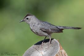 gray catbird feathered photography