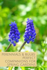 Perennial flowers to plant in spring. Perennials And Bulbs Perfect Companions For Spring Gardens