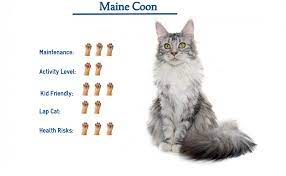 maine cat breed everything you