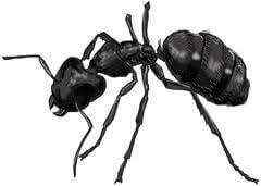 carpenter ant bites do carpenter ants