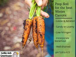 grow carrots in winter gothic arch