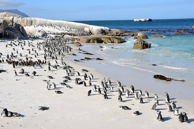 Boulders Beach Penguins Guide 2026 | Tickets, Best Time & Tips