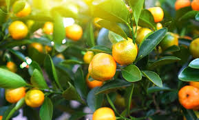 calamondin citrus 1 2 or 3 plants