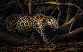 Jaguars are the largest of south america's big cats. Top 10 Facts About Jaguars Wwf