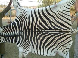 african tanned zebra hides