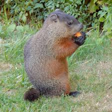 keep groundhogs out of raised garden beds
