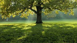 tree background images free