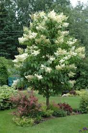 We did not find results for: A Tree To Try Japanese Tree Lilac Urban And Community Forestry In Washington State
