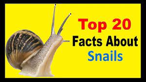 snails facts you