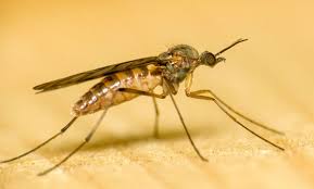 The Twin Cities Is Currently Dealing With A Gnat Problem