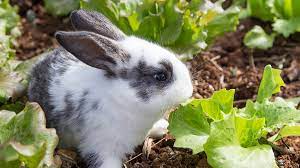 keep rabbits out of a garden without a