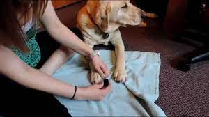 how to paint your puppy s nails you