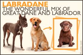 Information About The Ever Friendly Great Dane Labrador Mix