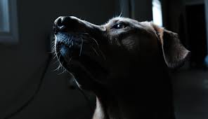 Wahrscheinlicher ist, dass der hund aufgrund von krankheit oder körperlichen gebrechen vom tierarzt erlöst werden soll. Hund Einschlafern Wurdevoll Verabschieden Tractive