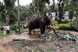 thai elephant under normal conditions