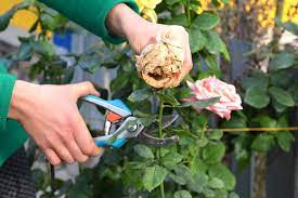 how to prune roses seattle s