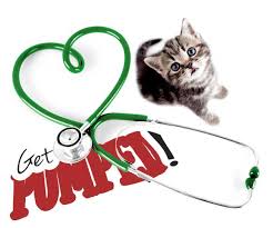 Cats have been shown to help people get over their loss more quickly, and show less physical symptoms of pain, like crying. Get Pumped 10 Veterinary Facts About The Feline Heart Catster