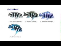 African Cichlid Species List African Cichlids Cichlids