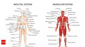 basic anatomy of the human body