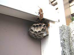 京都市：アシナガバチの特徴と巣の駆除方法について